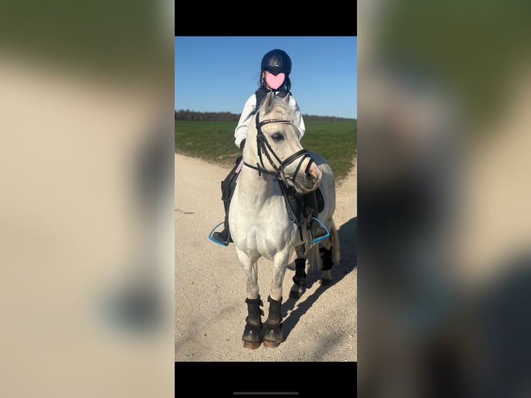 Welsh B Croisé Hongre 12 Ans 131 cm Gris pommelé in Ulm