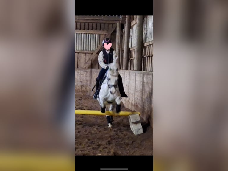 Welsh B Croisé Hongre 12 Ans 131 cm Gris pommelé in Ulm