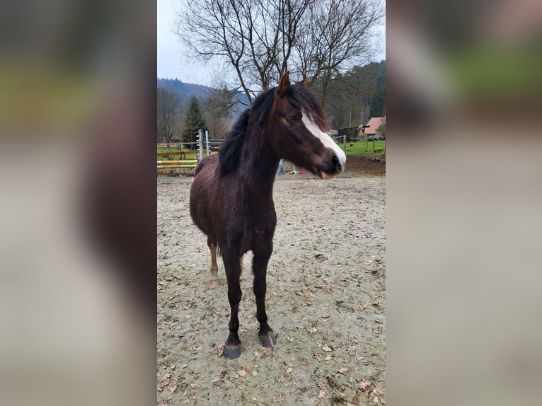 Welsh B Hongre 12 Ans 134 cm Bai brun foncé in Soucht
