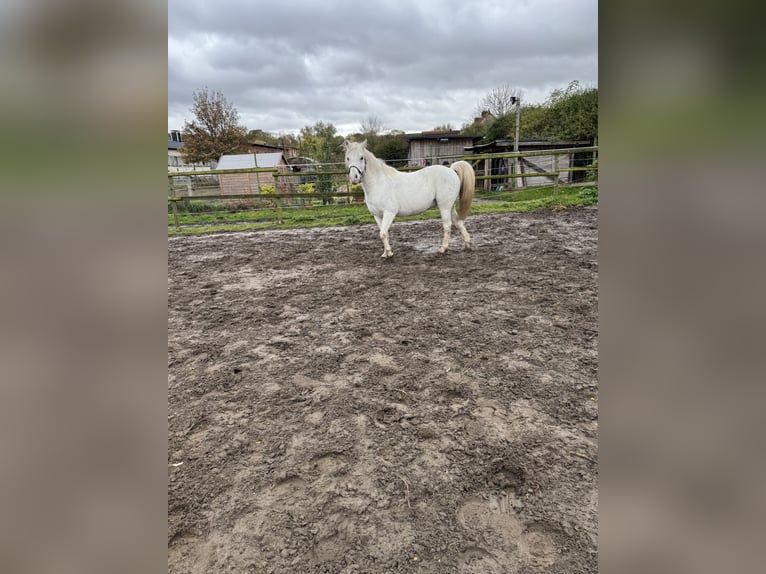 Welsh B Hongre 12 Ans 140 cm Gris in Hohenm&#xF6;lsen