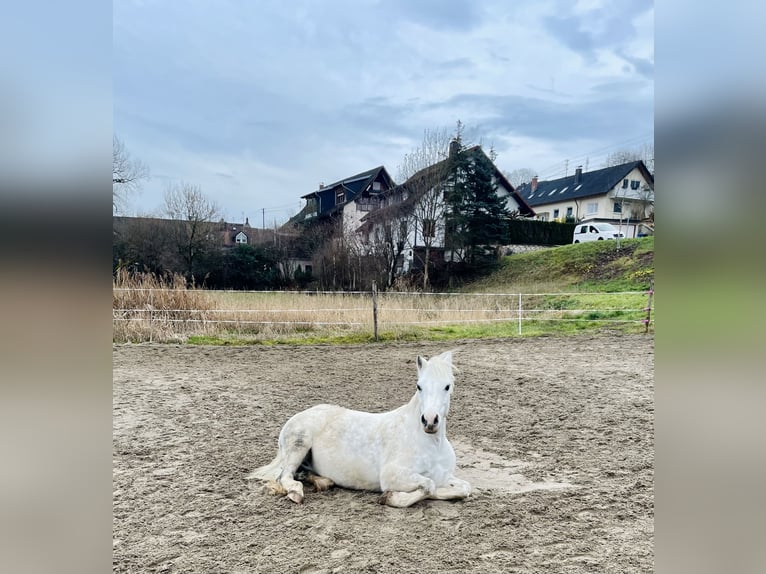 Welsh B Croisé Hongre 13 Ans 130 cm Gris pommelé in Schopfheim