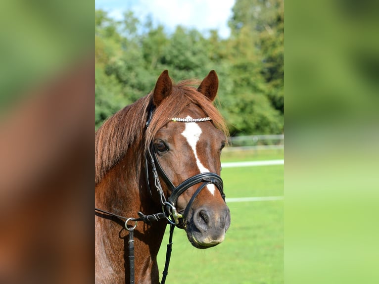 Welsh B Hongre 13 Ans 139 cm Alezan in Wahlstedt