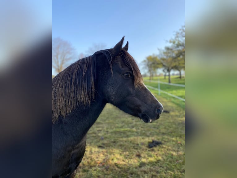 Welsh B Hongre 13 Ans Alezan brûlé in Worbis