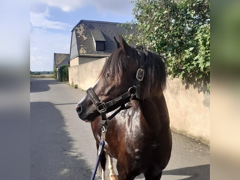 Welsh B Hongre 13 Ans Alezan brûlé in Worbis