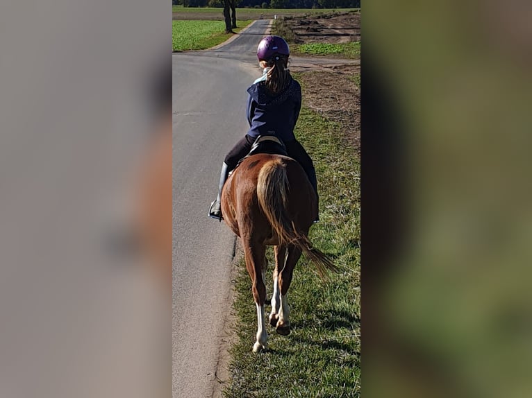 Welsh B Hongre 14 Ans 128 cm Alezan in Suhlendorf