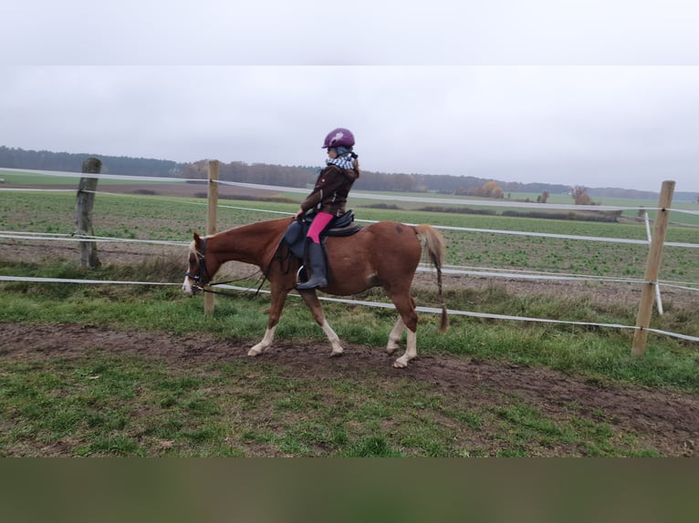 Welsh B Hongre 14 Ans 128 cm  in Suhlendorf