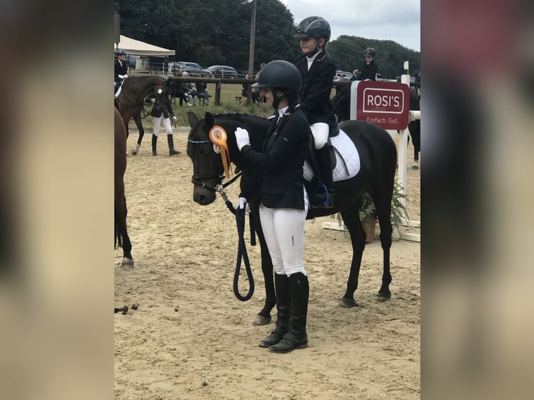 Welsh B Hongre 14 Ans 138 cm Bai brun in Rosengarten