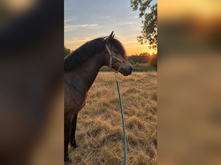 Welsh B Croisé Hongre 15 Ans 128 cm Buckskin in Bergisch Gladbach