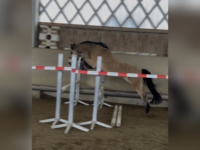 Welsh B Hongre 15 Ans 130 cm Isabelle in Greiling