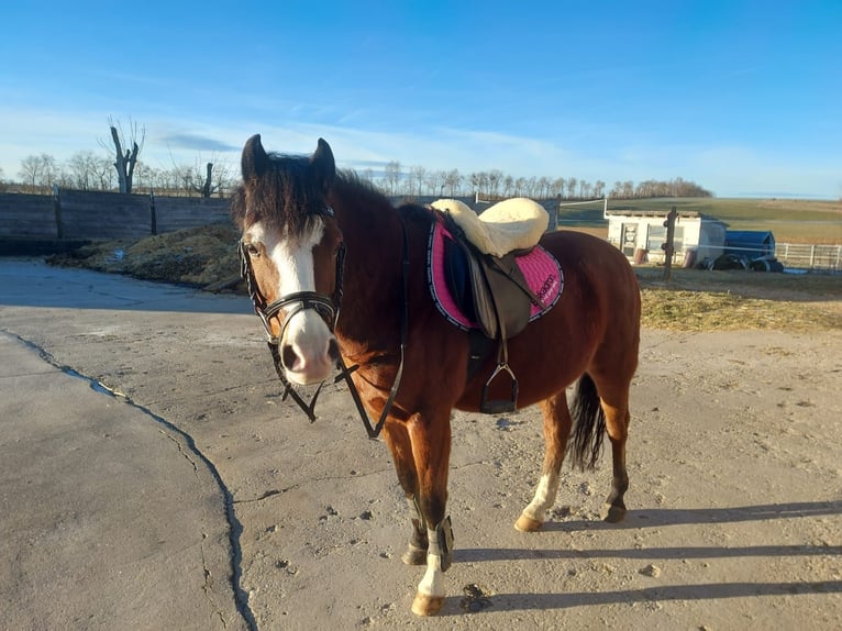 Welsh B Hongre 15 Ans 138 cm Bai in Dornhan
