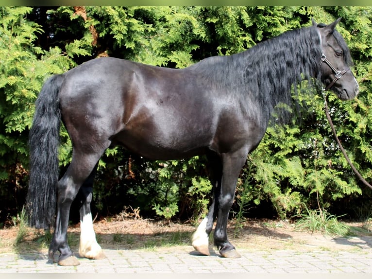 Welsh B Hongre 16 Ans 125 cm Bai brun foncé in Moringen