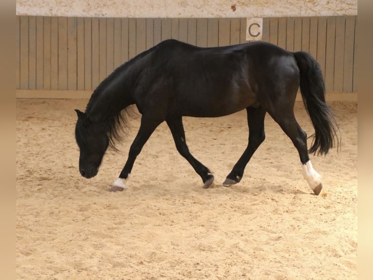 Welsh B Hongre 16 Ans 125 cm Bai brun foncé in Moringen
