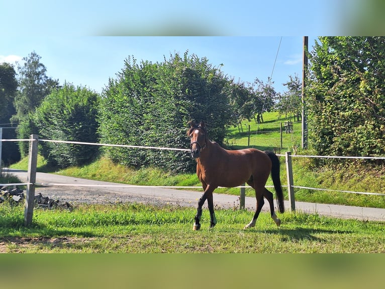 Welsh B Croisé Hongre 16 Ans 136 cm Bai in Ruppichteroth