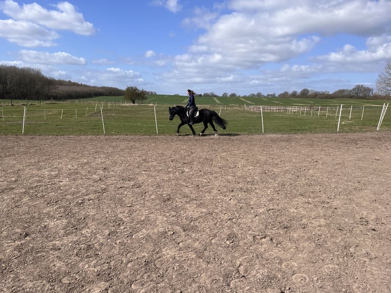 Welsh B Hongre 16 Ans 138 cm Noir in Botelsdorf