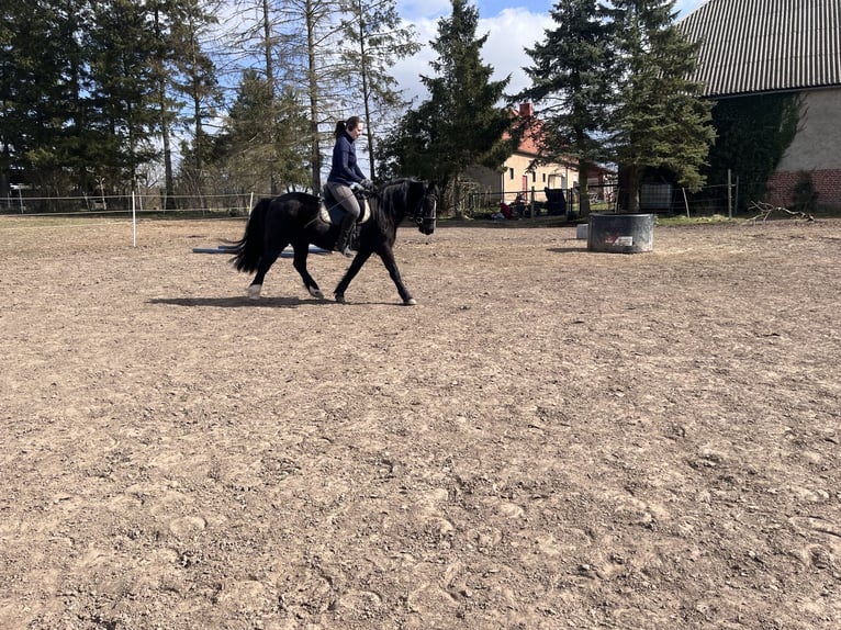 Welsh B Hongre 16 Ans 138 cm Noir in Botelsdorf