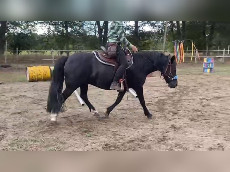 Welsh B Hongre 16 Ans 138 cm Noir in Botelsdorf