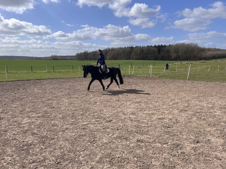 Welsh B Hongre 16 Ans 138 cm Noir in Botelsdorf
