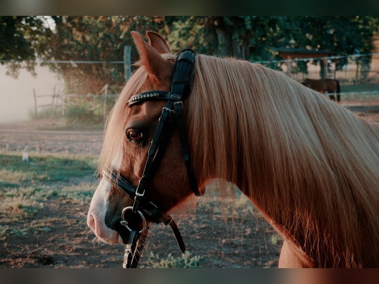 Welsh B Croisé Hongre 17 Ans 123 cm Alezan in Leest