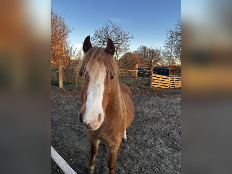 Welsh B Croisé Hongre 17 Ans 123 cm Alezan in Leest