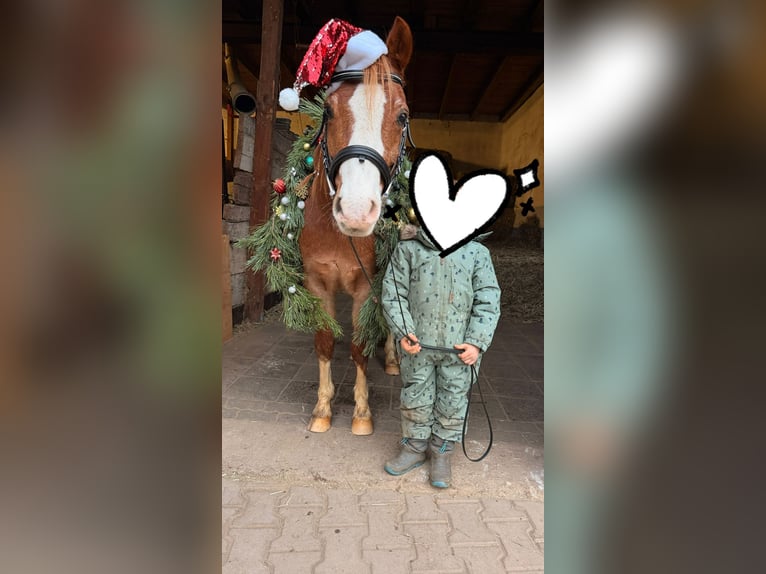 Welsh B Hongre 17 Ans 132 cm Alezan in Röttenbach