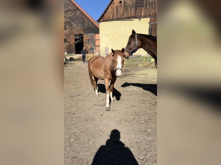 Welsh B Hongre 17 Ans 132 cm Alezan in Röttenbach