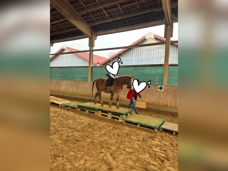 Welsh B Hongre 17 Ans 132 cm Alezan in Röttenbach