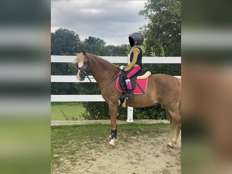 Welsh B Hongre 17 Ans 133 cm Alezan in Overath
