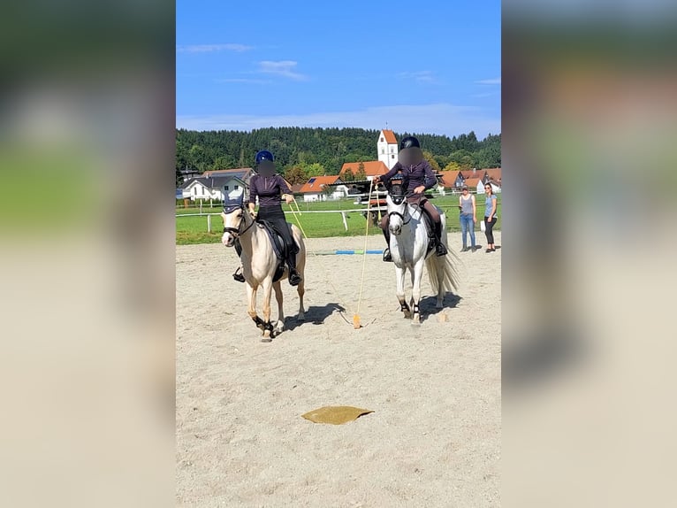 Welsh B Croisé Hongre 17 Ans 135 cm Palomino in Amtzell