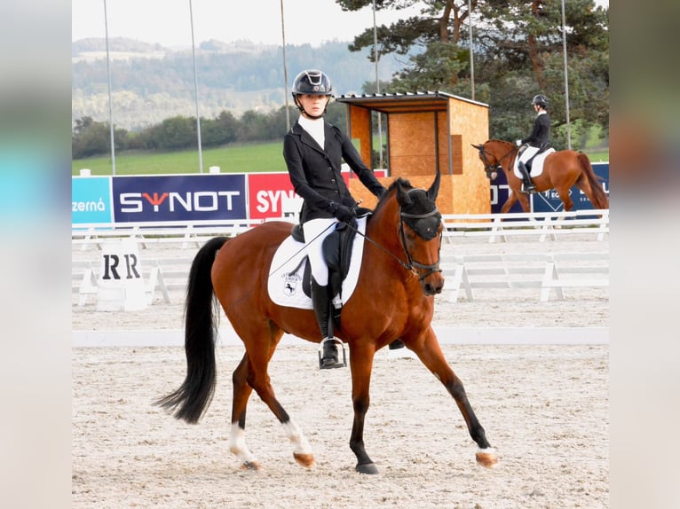 Welsh B Hongre 17 Ans 148 cm Bai in Praha v&#xFD;chod