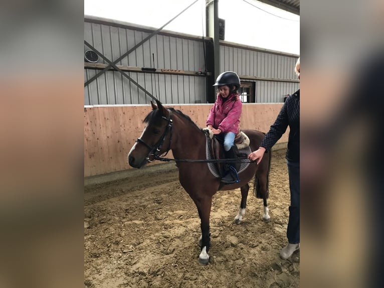 Welsh B Hongre 18 Ans 128 cm Bai in Maulburg