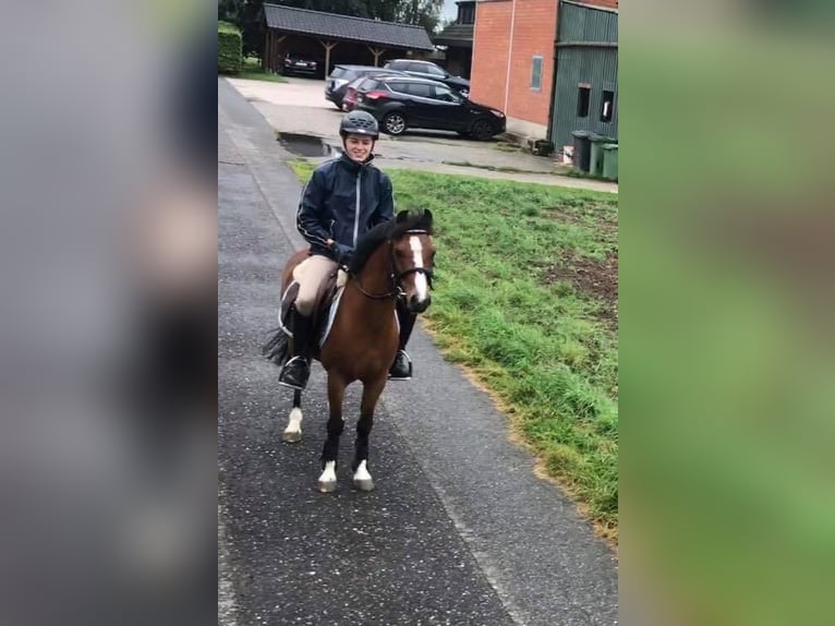 Welsh B Hongre 18 Ans 128 cm Bai in Maulburg