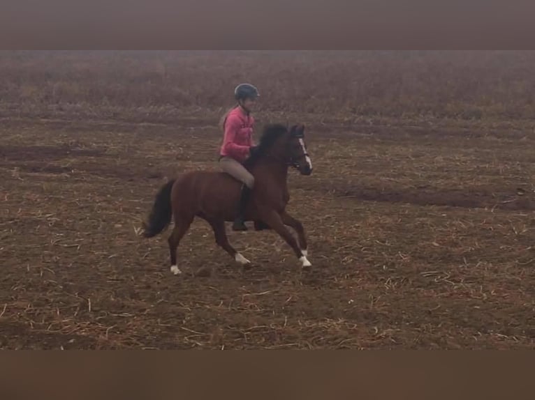 Welsh B Hongre 18 Ans 128 cm Bai in Maulburg