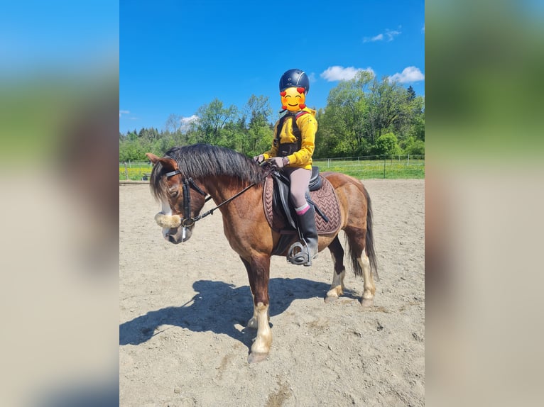 Welsh B Hongre 19 Ans 110 cm Alezan brûlé in Isny im Allg&#xE4;u