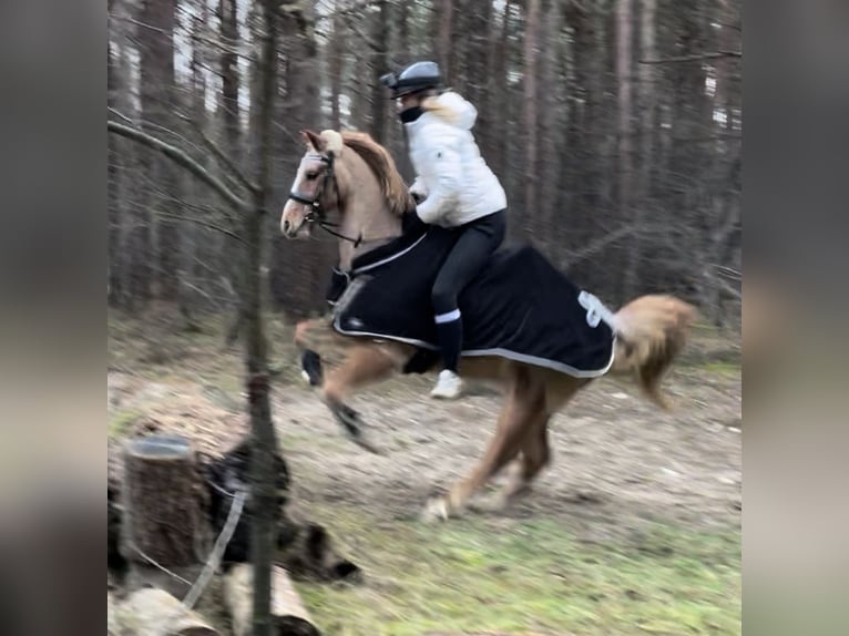Welsh B Hongre 19 Ans 135 cm Aubère in Twist