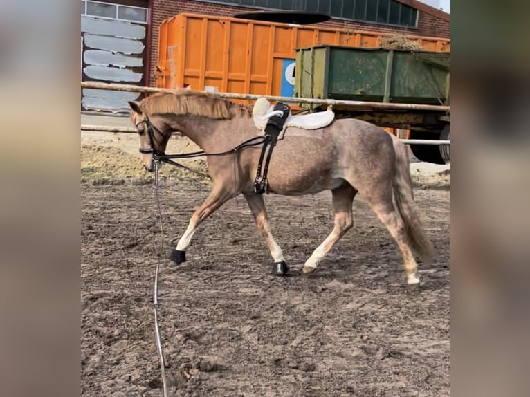 Welsh B Hongre 19 Ans 135 cm Aubère in Twist