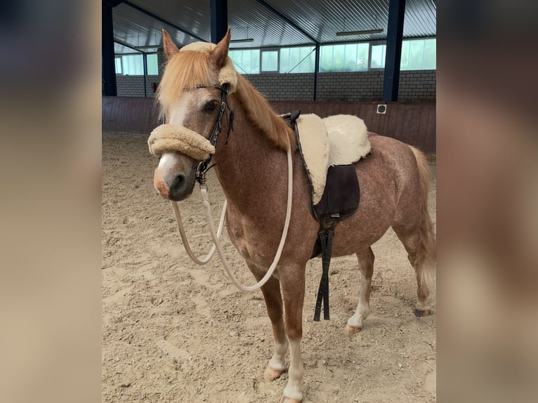 Welsh B Hongre 19 Ans 135 cm Aubère in Twist