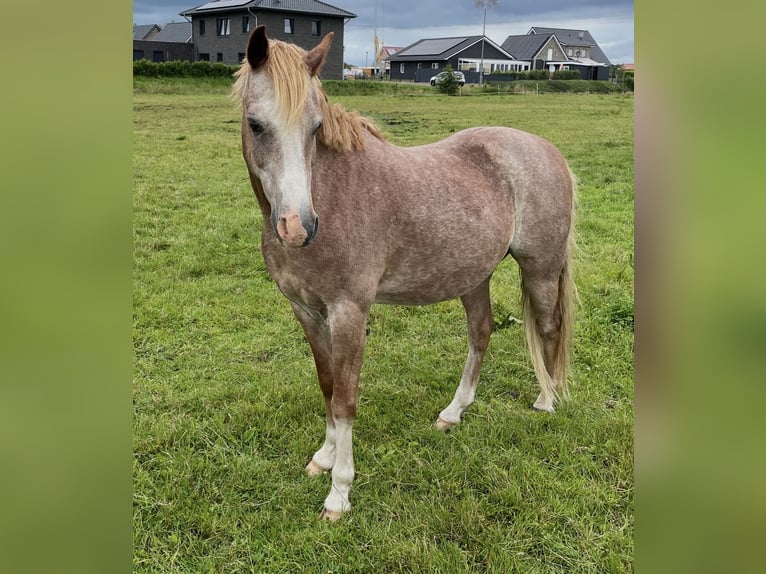 Welsh B Hongre 19 Ans 135 cm Aubère in Twist