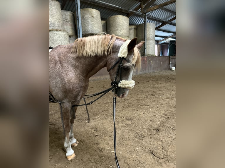 Welsh B Hongre 19 Ans 136 cm Aubère in Twist