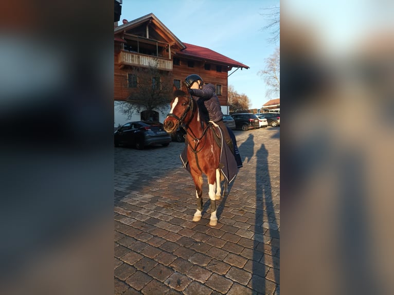 Welsh B Hongre 20 Ans 130 cm Pinto in Bad Endorf