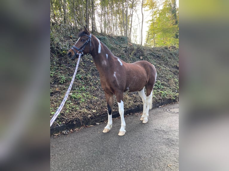 Welsh B Hongre 20 Ans 130 cm Pinto in Bad Endorf