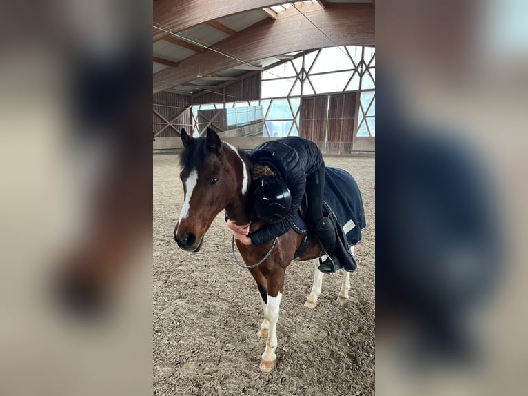 Welsh B Hongre 20 Ans 130 cm Pinto in Bad Endorf
