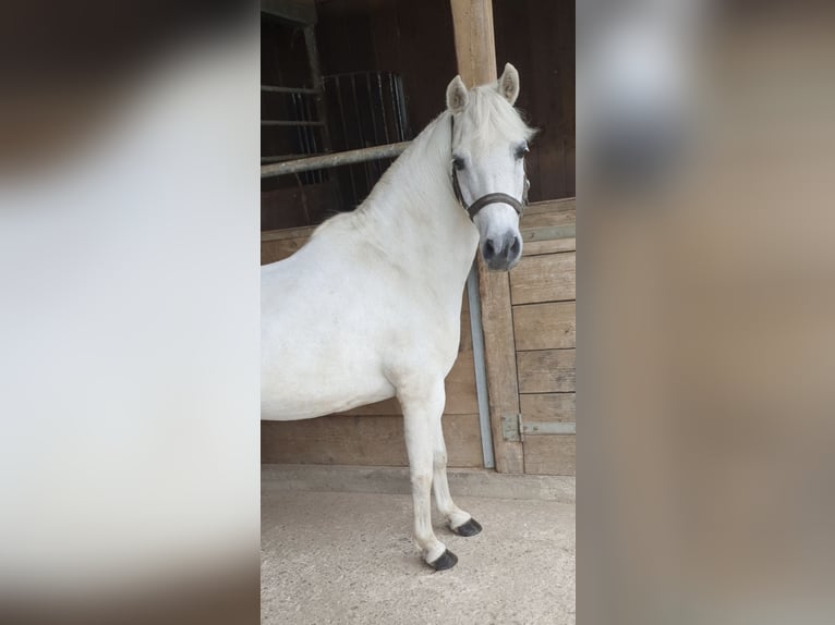 Welsh B Croisé Hongre 21 Ans 117 cm Gris in Lindlar