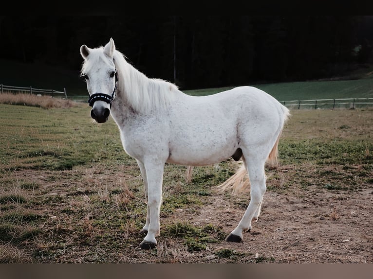 Welsh B Croisé Hongre 27 Ans 130 cm Gris in St.Margarethen/R.