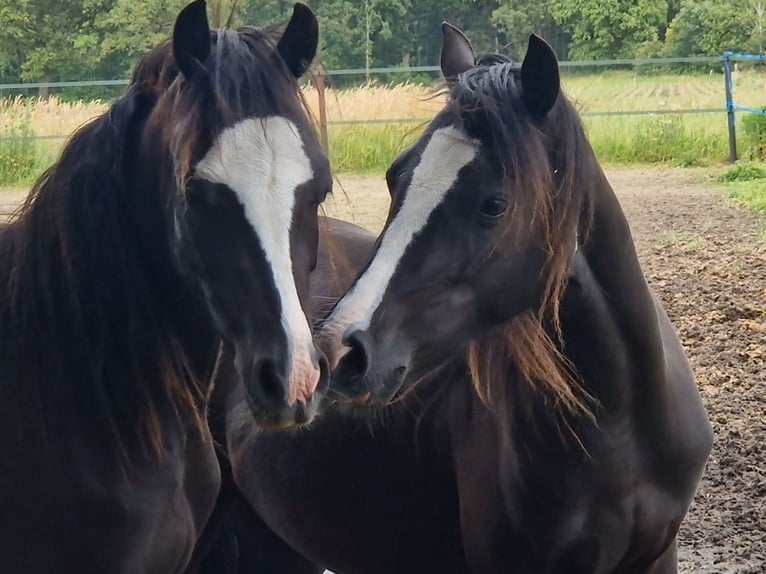 Welsh B Hongre 2 Ans 127 cm Noir in Gilze