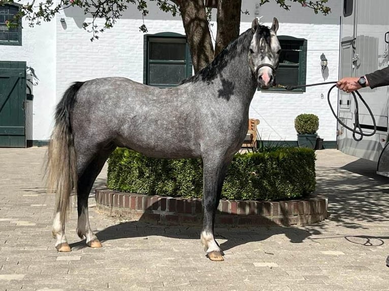 Welsh B Hongre 3 Ans 124 cm Gris in De Mortel