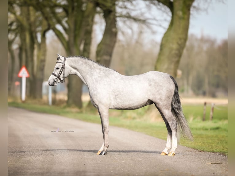 Welsh B Hongre 3 Ans 124 cm Gris in De Mortel