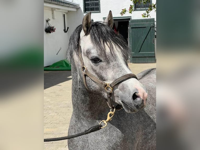 Welsh B Hongre 3 Ans 124 cm Gris in De Mortel