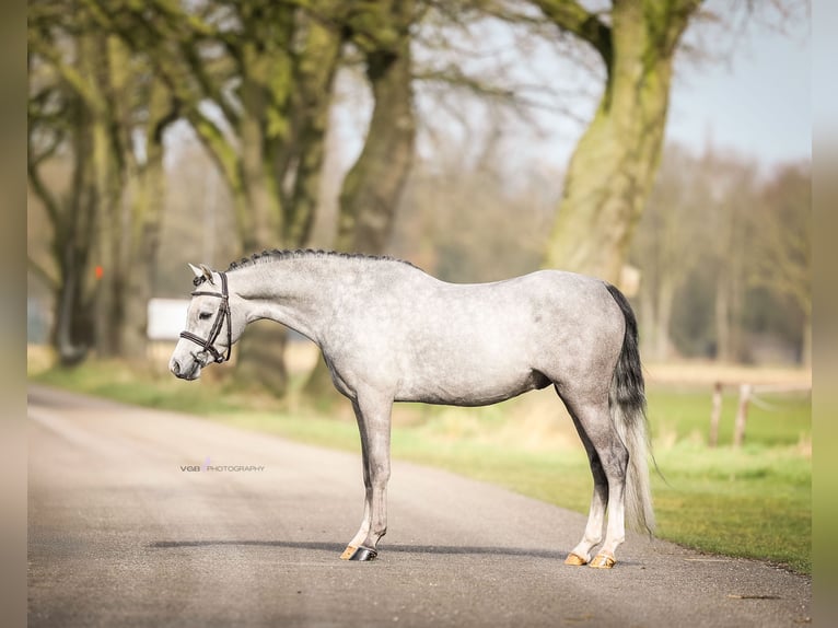 Welsh B Hongre 3 Ans 124 cm Gris in De Mortel