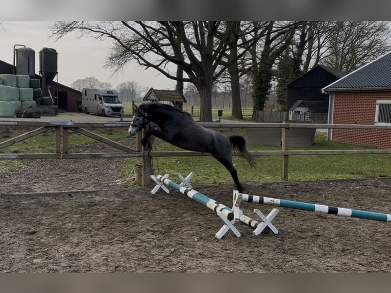 Welsh B Hongre 3 Ans 124 cm Gris in Aalten