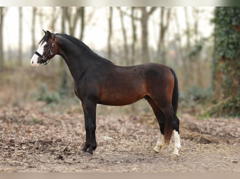 Welsh B Hongre 3 Ans 126 cm Bai in Aalten